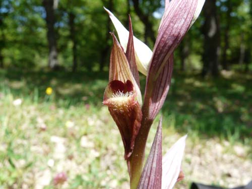 Orchidee delle Madonie